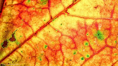 Makroaufnahme der Struktur eines bunt gefärbten Blatts im Herbst.