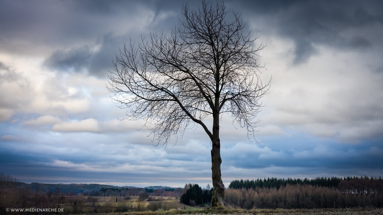 Ein blattloser Baum im Winter Medienarche