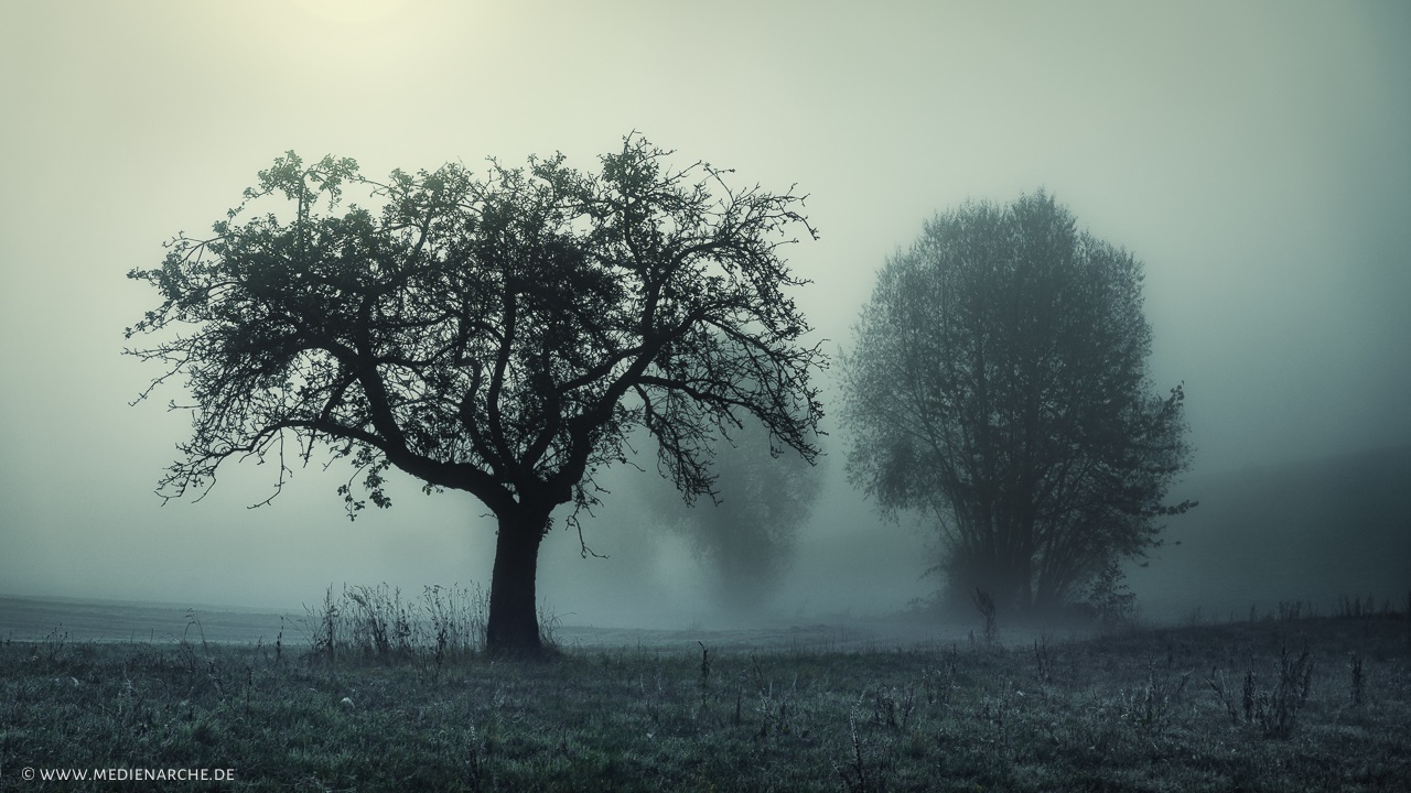 BaumSilhouette im herbstlichen Medienarche