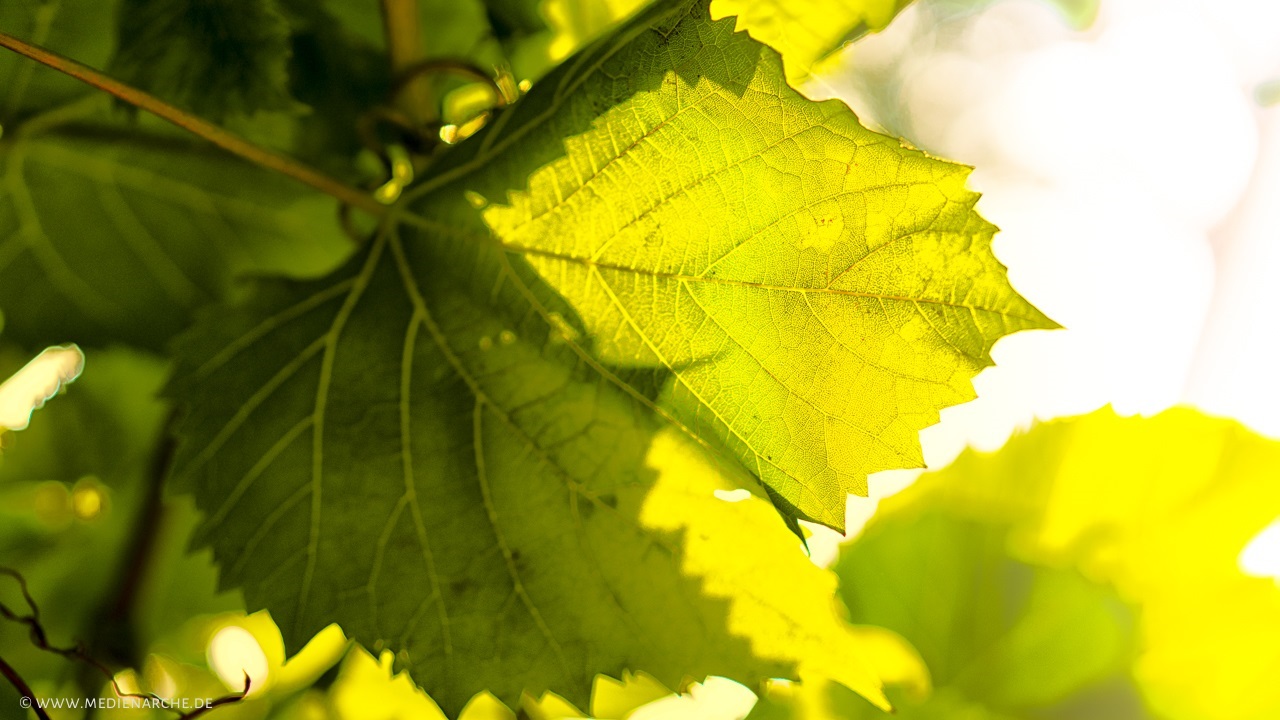 Ein Blatt, das aus dem Hintergrund beleuchtet ist, sodass die Struktur schön zu sehen ist.