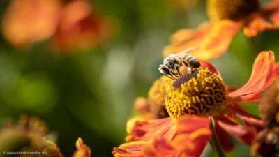 Eine Biene, die sich auf der Knospe einer Blume niedergesetzt hat.