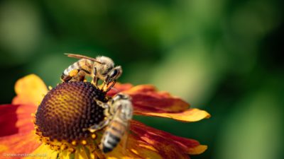 Zwei Bienen, die an einer Blume fleißig Nektar sammeln.