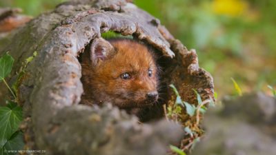 Ein kleiner Fuchs, der aus einem ausgehölten Baumstamm heraus schaut.