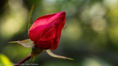Eine noch geschlossene Rosenblume vor einem sanft-grünem Hintergrund.