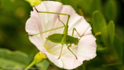 Nahaufnahme von einem Grashüpfer, der auf einer weißen Blume sitzt.