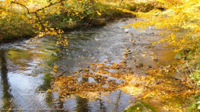 Ein Waldbächlein im Herbst