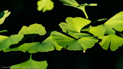 Ein kleines Insekt, das auf einer Wasserpflanze Platz genommen hat, und einen Schatten wirft.