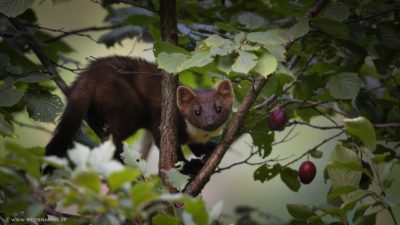 Ein neugieriger Marder der durch die Astgabel eines Pflaumenbaums durchschaut.