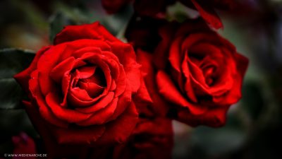 Wunderschöne, leuchtend rote Rosen in voller Blüte.