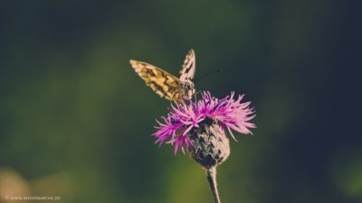 Großaufnahme eines Schmetterlings auf einer lila Blüte.