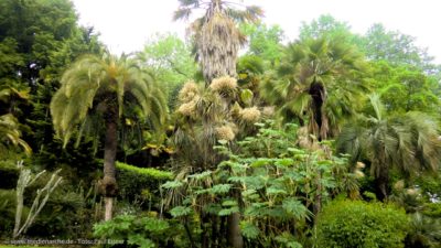 Eine üppige Vegetation mit Palmen