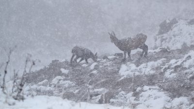 Zwei Bergziegen die mitten in einem Schneesturm zwischen Steinen und Felsen unterwegs sind.